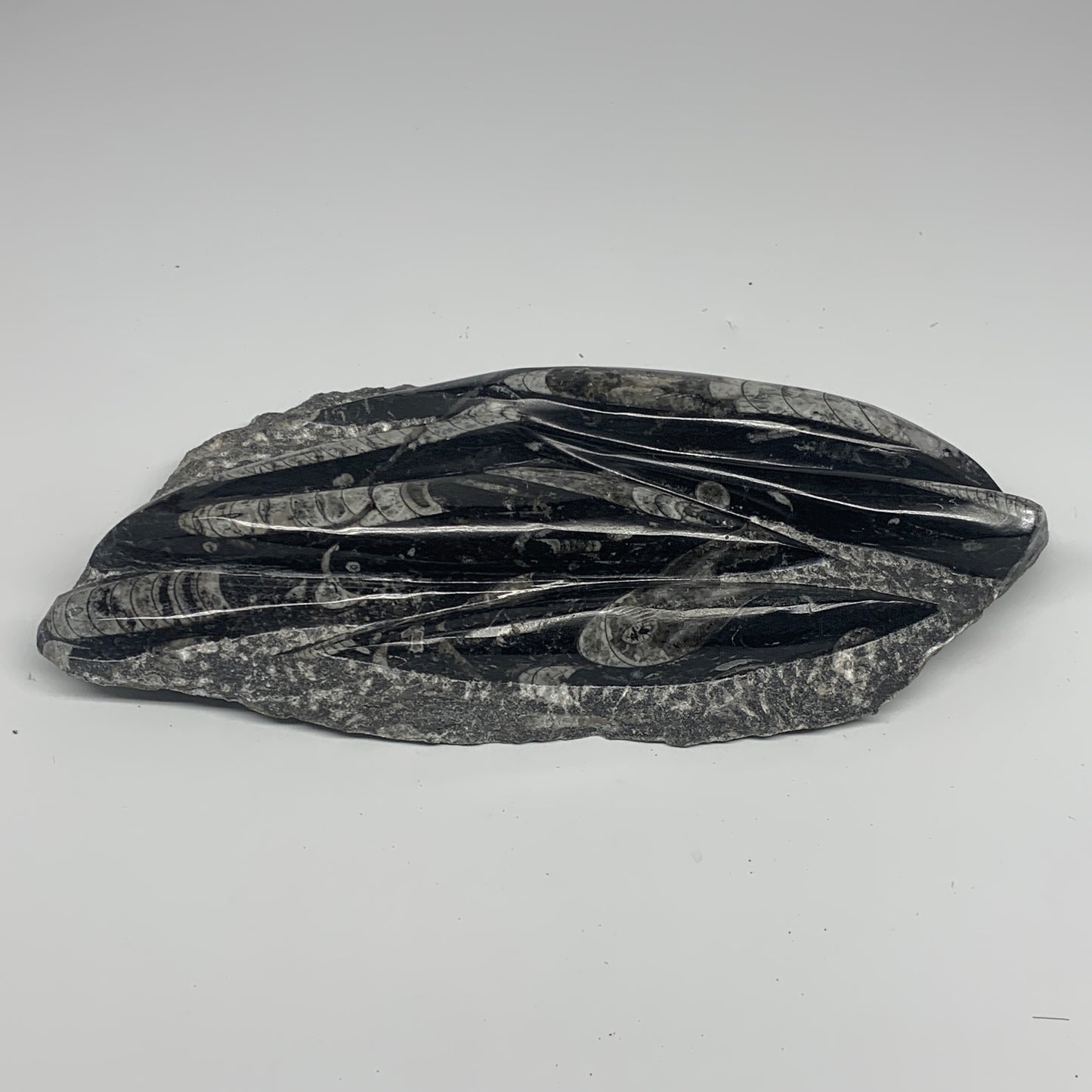 1560g,10.5"x5.2"x1.5" Fossils Orthoceras Plate Plaque SQUID, Home Decor, B23482