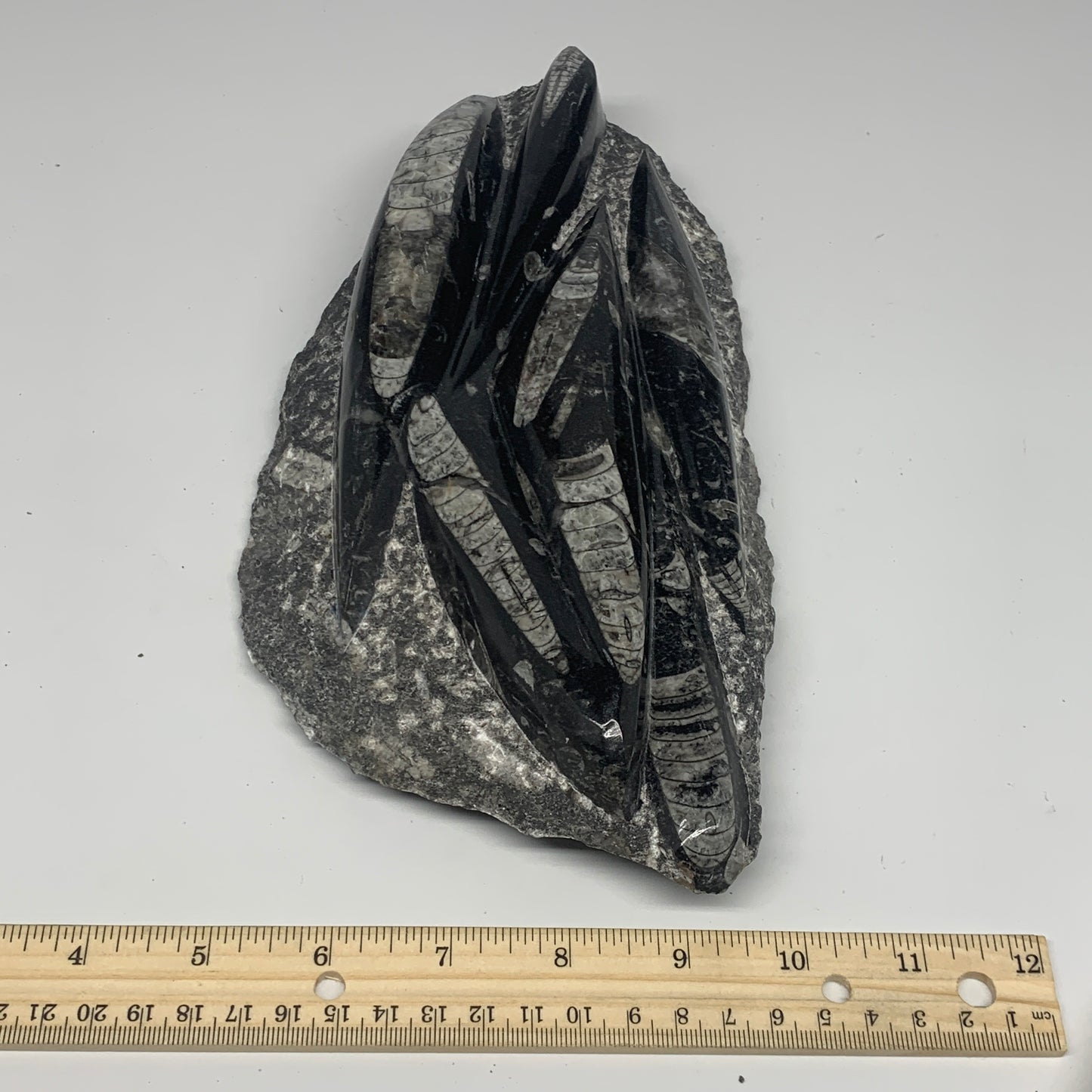 1560g,10.5"x5.2"x1.5" Fossils Orthoceras Plate Plaque SQUID, Home Decor, B23482