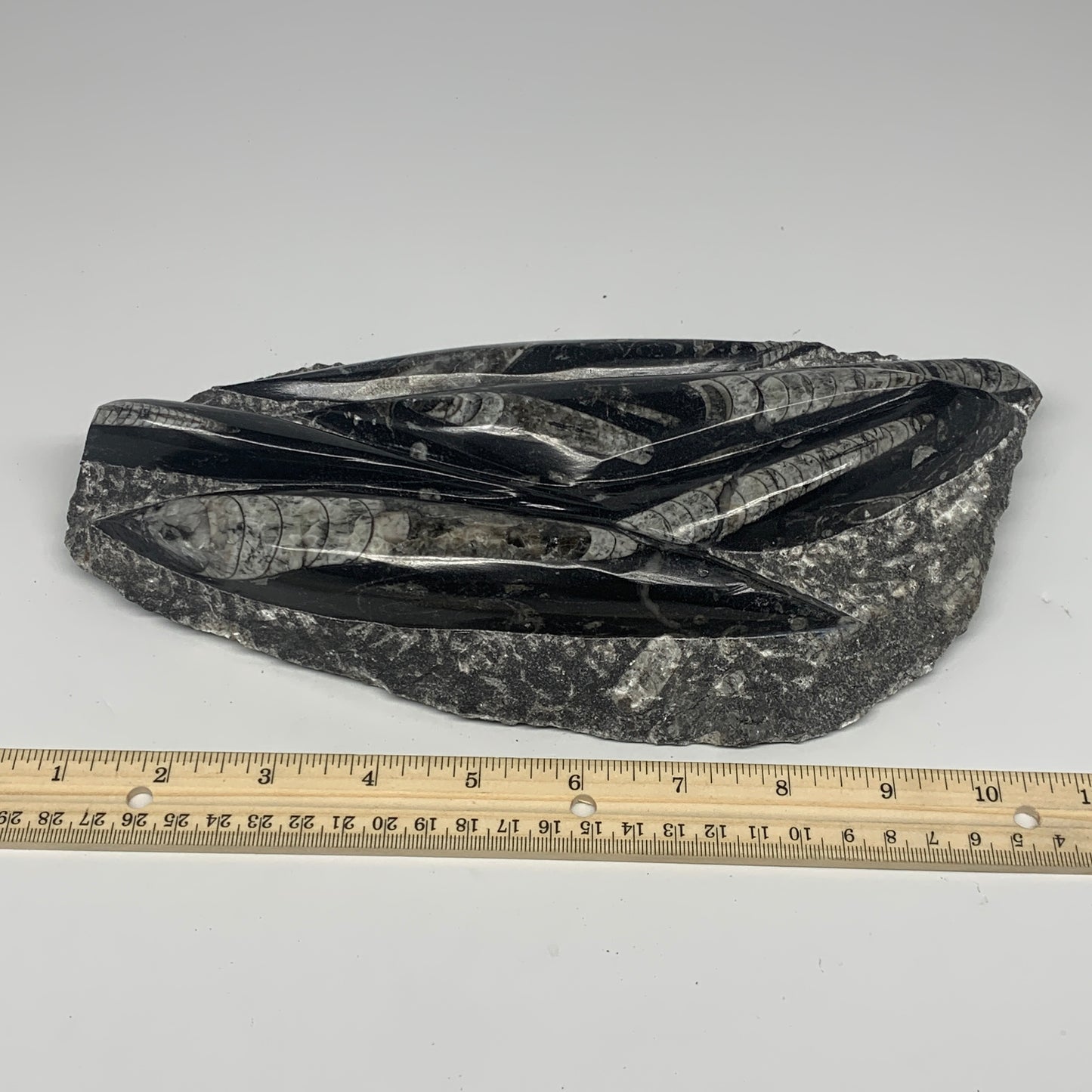 1560g,10.5"x5.2"x1.5" Fossils Orthoceras Plate Plaque SQUID, Home Decor, B23482