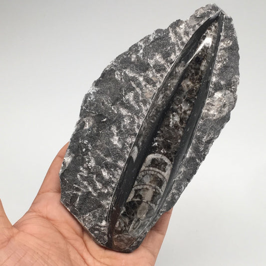 352.7g,5.8"x2.8"x1.1" Fossils Orthoceras (straight horn) SQUID @Morocco, MF1584