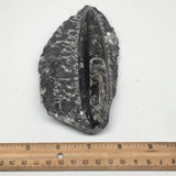 352.7g,5.8"x2.8"x1.1" Fossils Orthoceras (straight horn) SQUID @Morocco, MF1584