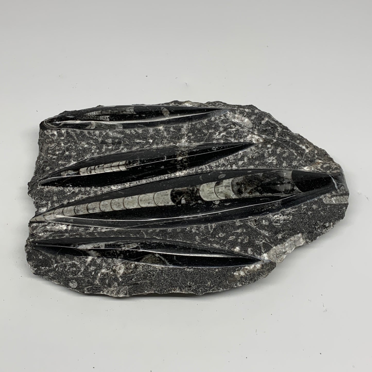 1115g,8"x6"x1" Fossils Orthoceras Plate Plaque SQUID, Home Decor, B23492