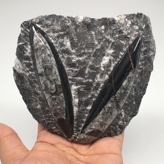 477.1g,4.5"x4.75"x2.3" Fossils Orthoceras (straight horn) SQUID @Morocco, MF1596