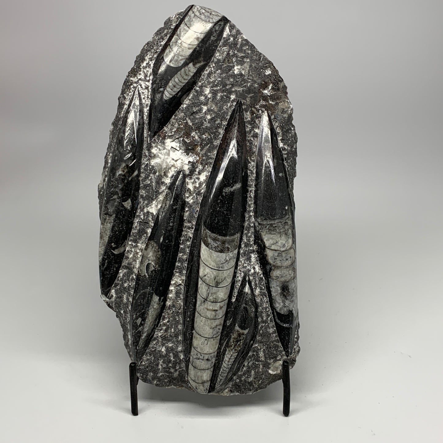 1850g,10.75"x5.4"x1.5" Fossils Orthoceras Plate Plaque SQUID, Home Decor, B23497