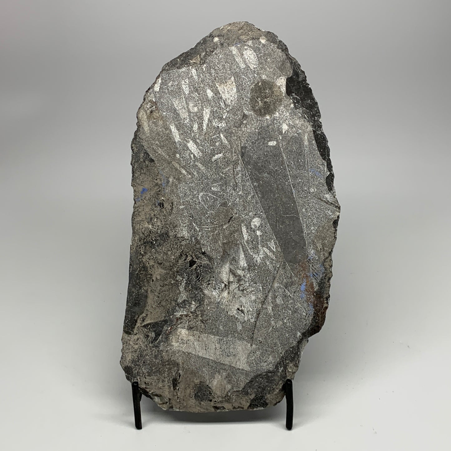 1850g,10.75"x5.4"x1.5" Fossils Orthoceras Plate Plaque SQUID, Home Decor, B23497