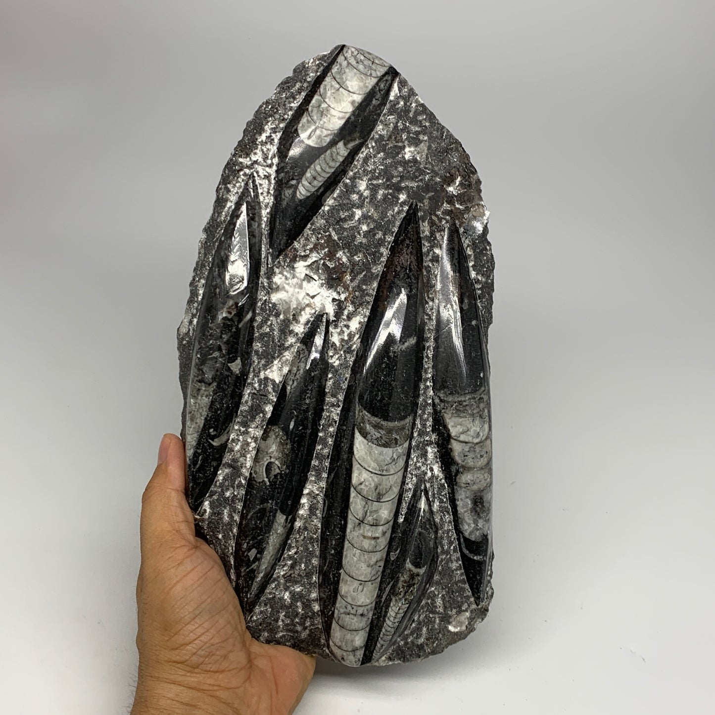 1850g,10.75"x5.4"x1.5" Fossils Orthoceras Plate Plaque SQUID, Home Decor, B23497