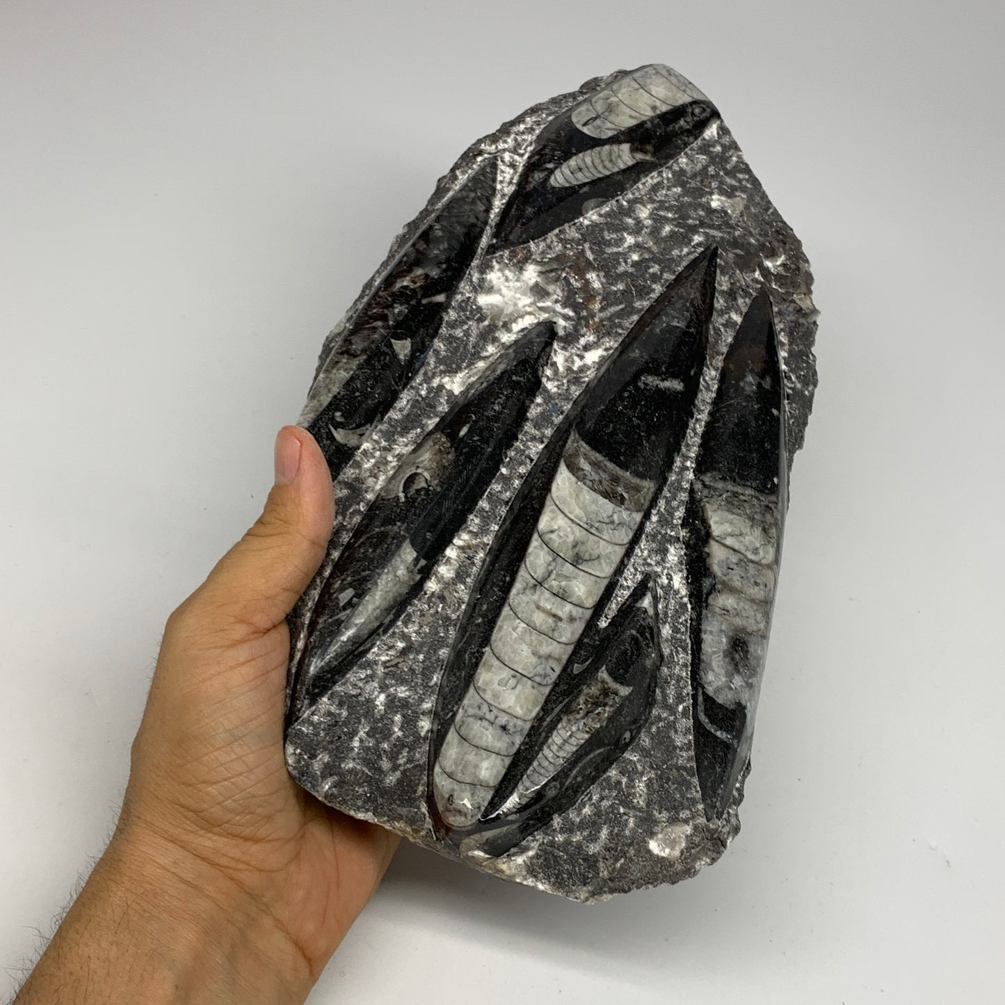 1850g,10.75"x5.4"x1.5" Fossils Orthoceras Plate Plaque SQUID, Home Decor, B23497