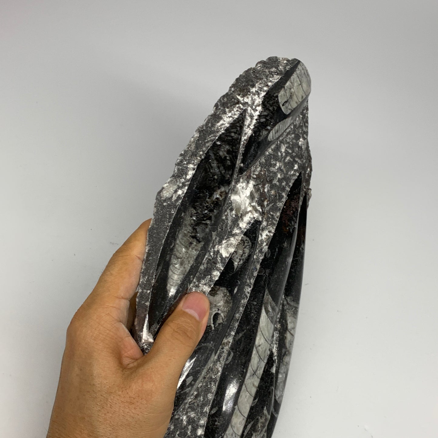 1850g,10.75"x5.4"x1.5" Fossils Orthoceras Plate Plaque SQUID, Home Decor, B23497