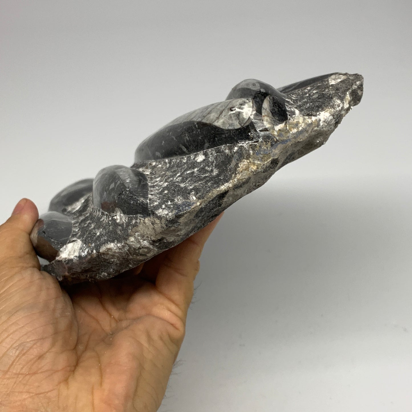 1850g,10.75"x5.4"x1.5" Fossils Orthoceras Plate Plaque SQUID, Home Decor, B23497