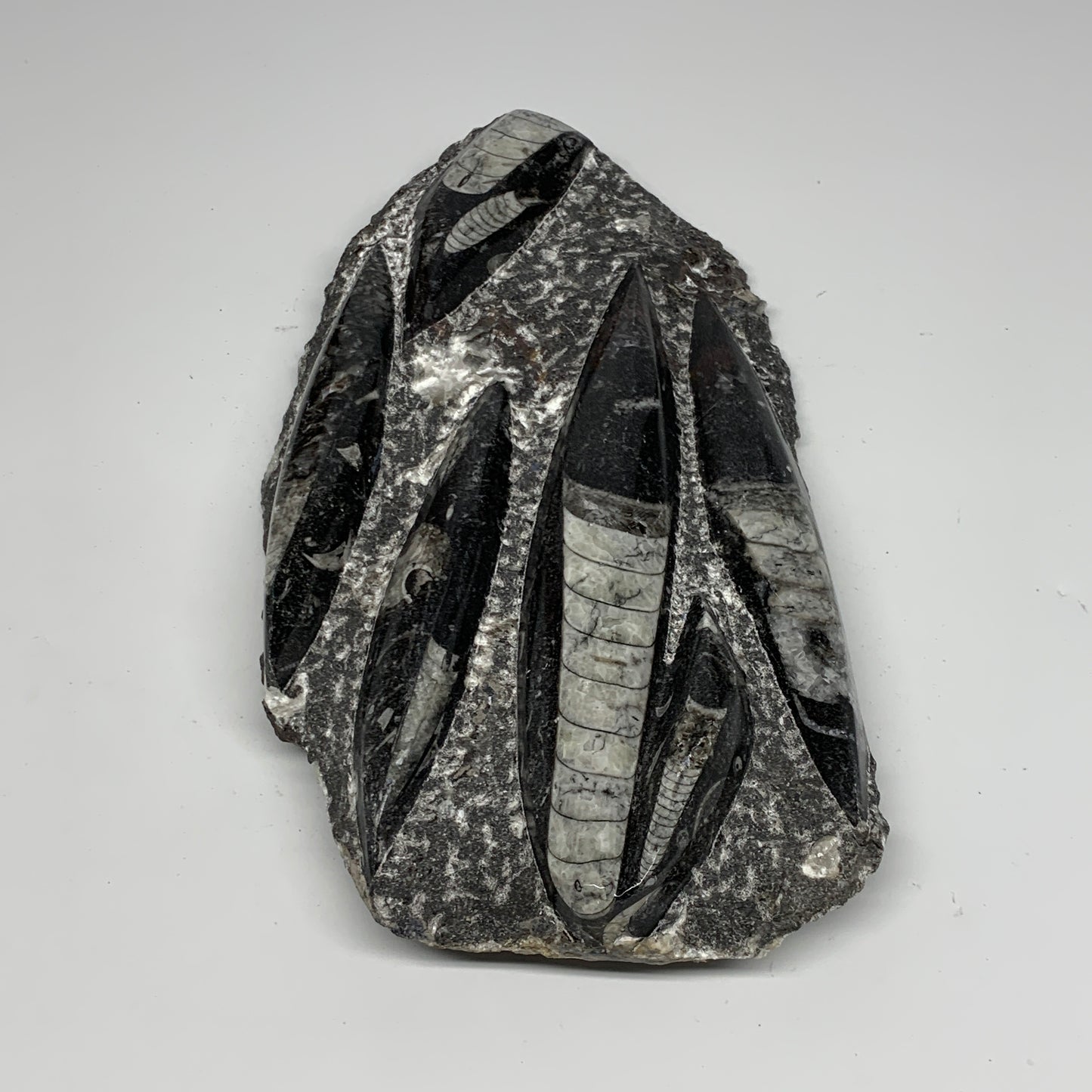 1850g,10.75"x5.4"x1.5" Fossils Orthoceras Plate Plaque SQUID, Home Decor, B23497