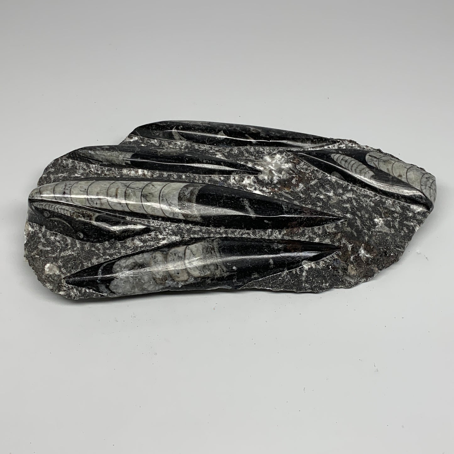 1850g,10.75"x5.4"x1.5" Fossils Orthoceras Plate Plaque SQUID, Home Decor, B23497