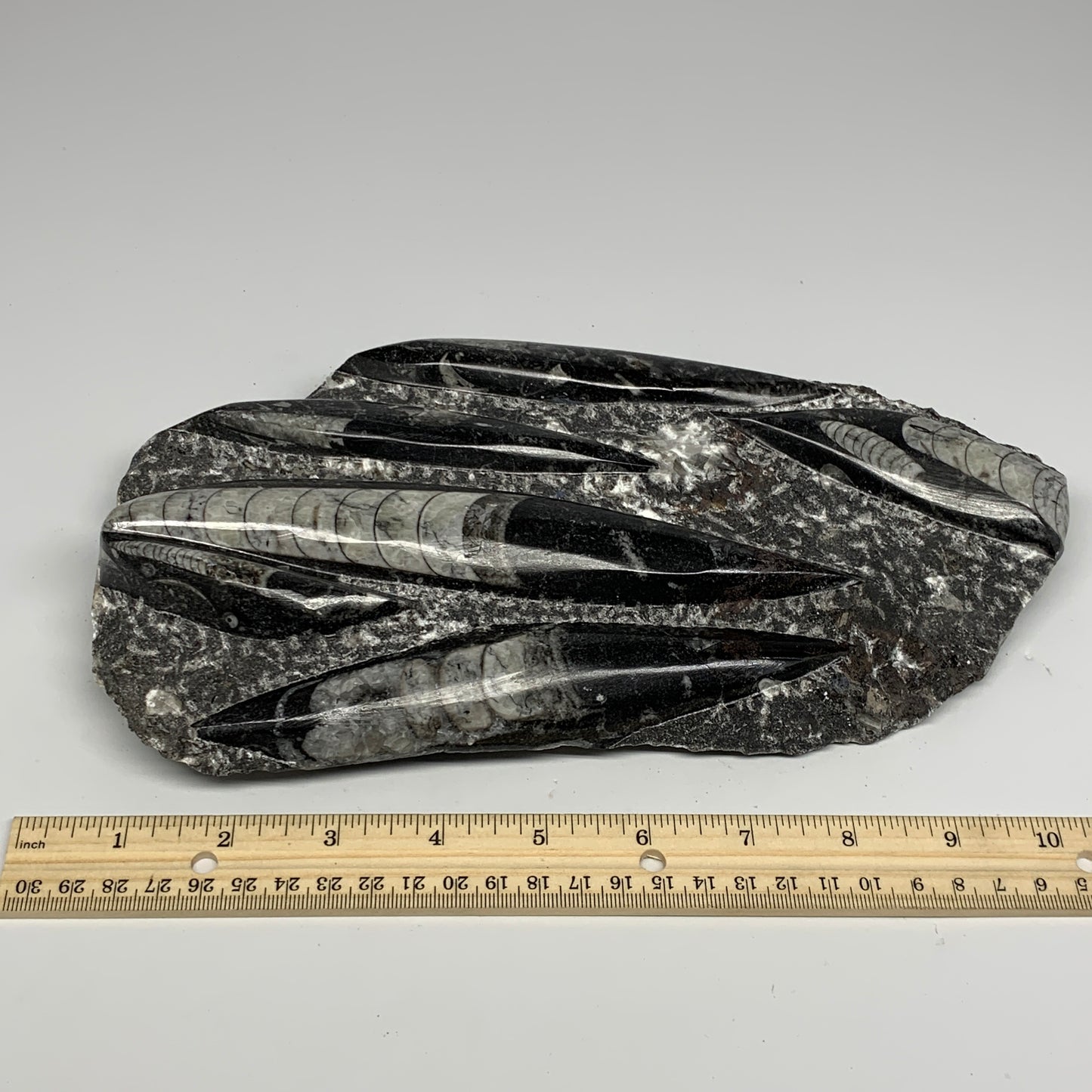 1850g,10.75"x5.4"x1.5" Fossils Orthoceras Plate Plaque SQUID, Home Decor, B23497