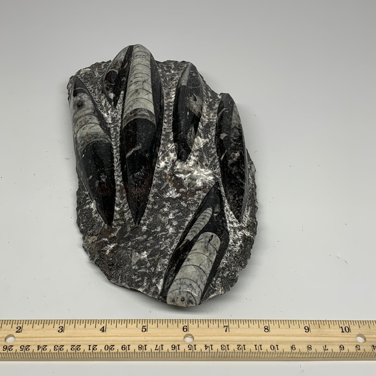 1850g,10.75"x5.4"x1.5" Fossils Orthoceras Plate Plaque SQUID, Home Decor, B23497