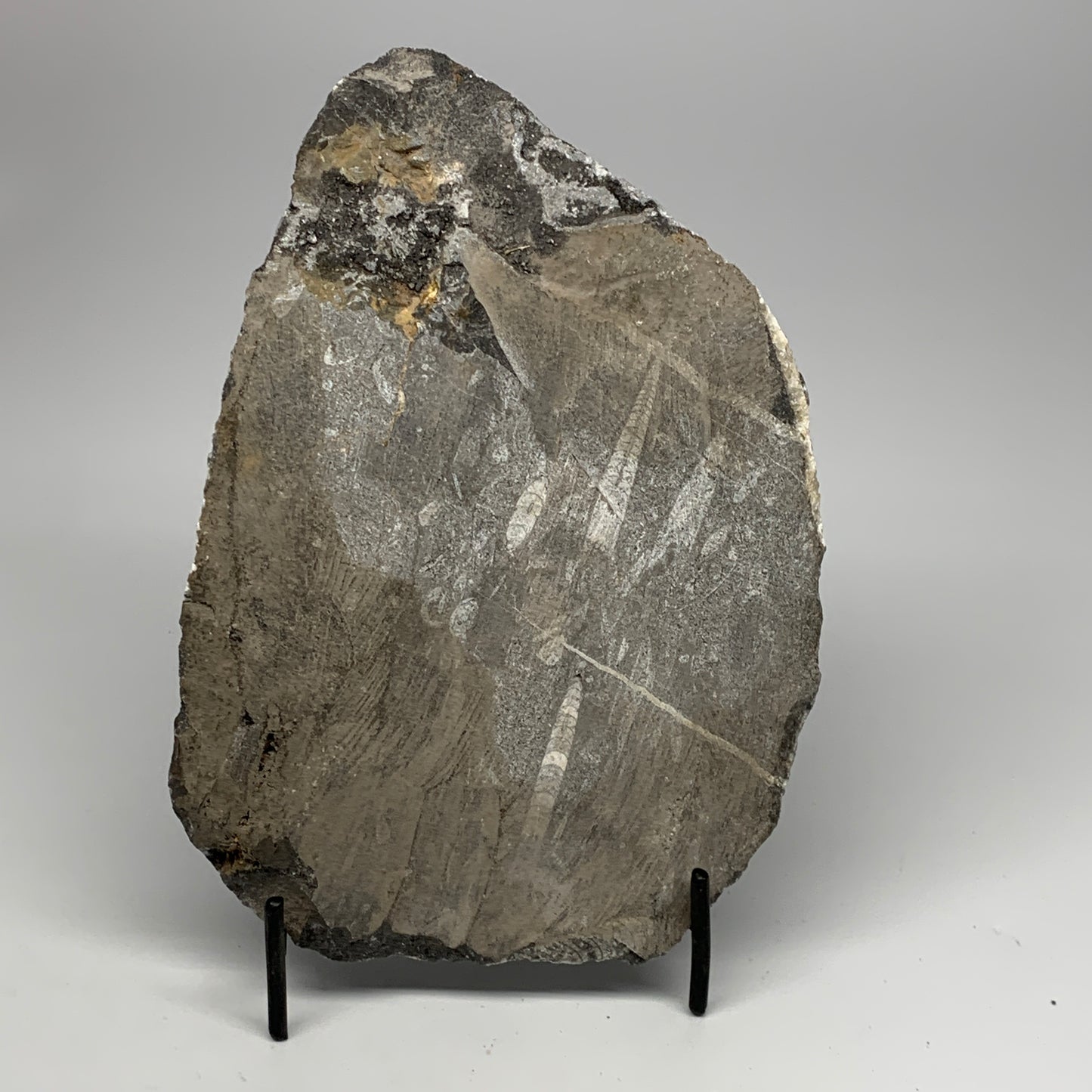 1420g,8.5"x6"x1.7" Fossils Orthoceras Plate Plaque SQUID, Home Decor, B23499