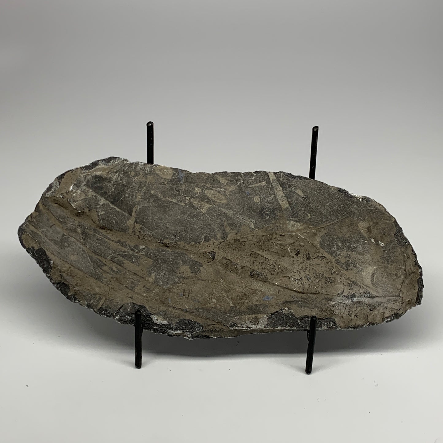 1230g,11.1"x4.6"x1.4" Fossils Orthoceras Plate Plaque SQUID, Home Decor, B23500