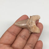 10.4g, 1.8"X 1.3"x 0.5" Natural Fossils Fish Shark Tooth @Morocco,MF2728