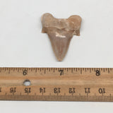 10.4g, 1.8"X 1.3"x 0.5" Natural Fossils Fish Shark Tooth @Morocco,MF2728