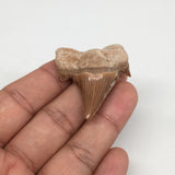 12.5g, 1.9"X 1.4"x 0.5" Natural Fossils Fish Shark Tooth @Morocco,MF2732