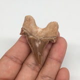 12.5g, 1.9"X 1.4"x 0.5" Natural Fossils Fish Shark Tooth @Morocco,MF2732