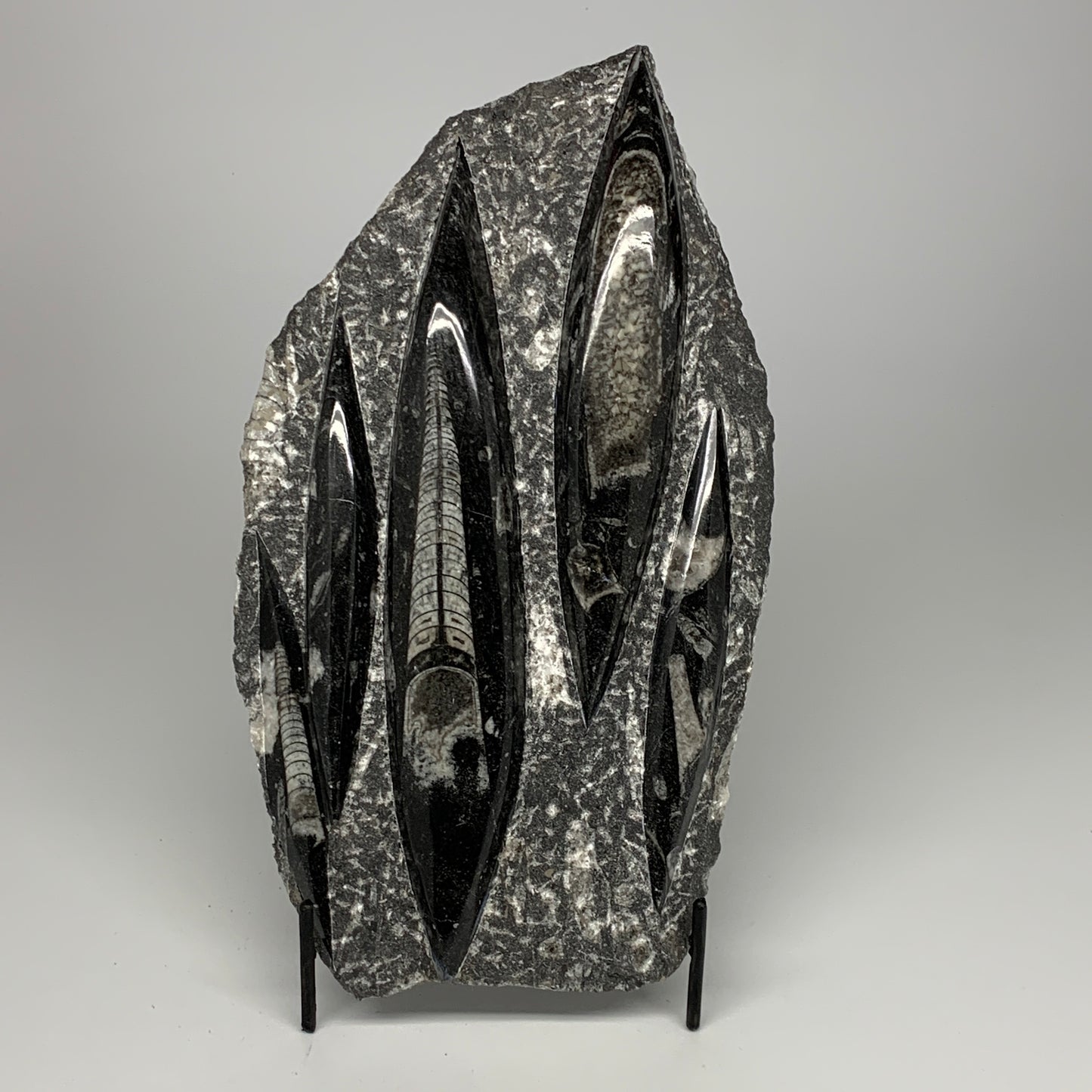 1965g,11.5"x6.5"x1.3" Fossils Orthoceras Plate Plaque SQUID, Home Decor, B23505