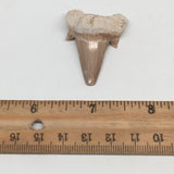 10g, 1.7"X 1.2"x 0.6" Natural Fossils Fish Shark Tooth @Morocco,MF2733