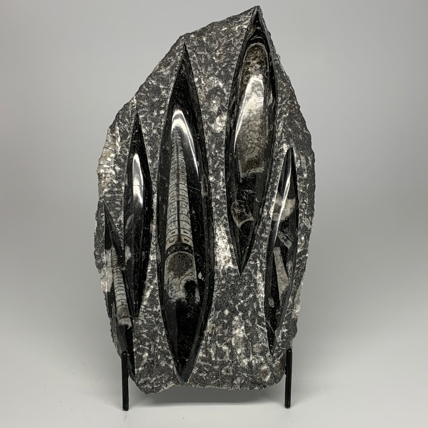 1965g,11.5"x6.5"x1.3" Fossils Orthoceras Plate Plaque SQUID, Home Decor, B23505