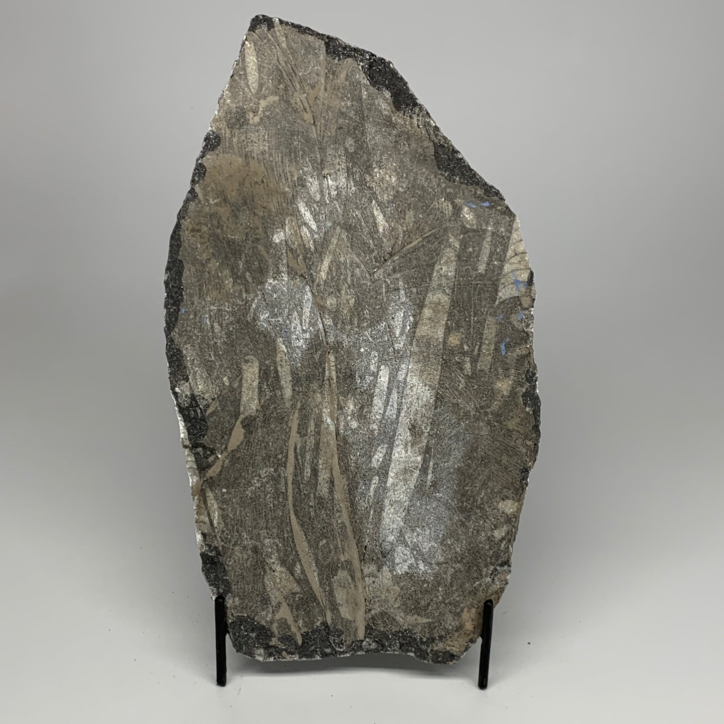 1965g,11.5"x6.5"x1.3" Fossils Orthoceras Plate Plaque SQUID, Home Decor, B23505
