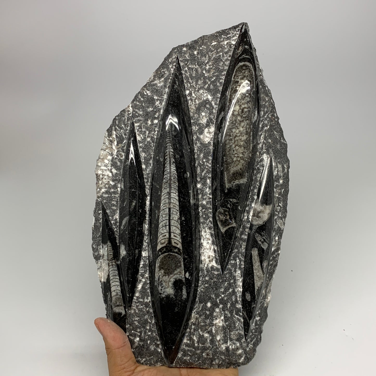 1965g,11.5"x6.5"x1.3" Fossils Orthoceras Plate Plaque SQUID, Home Decor, B23505