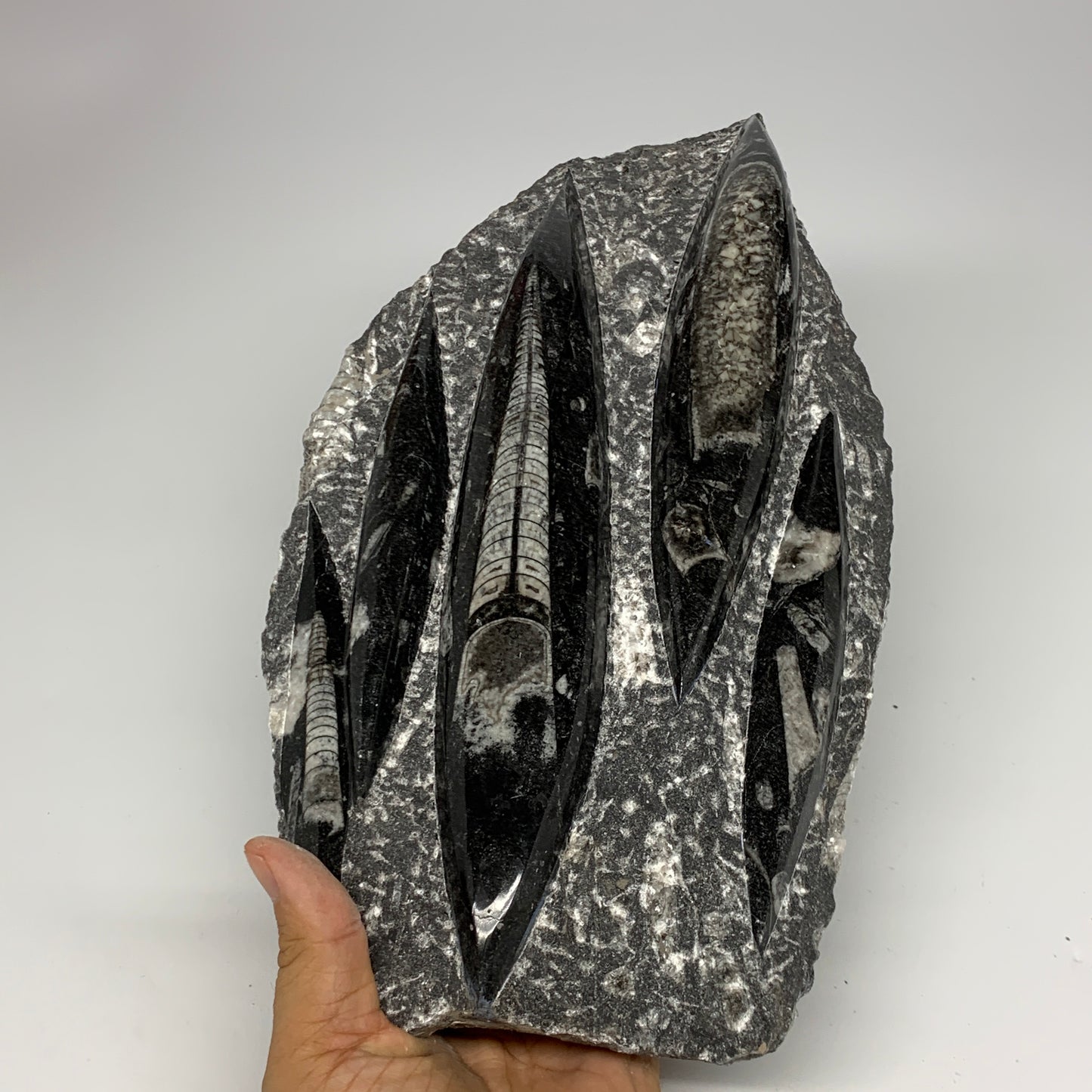 1965g,11.5"x6.5"x1.3" Fossils Orthoceras Plate Plaque SQUID, Home Decor, B23505