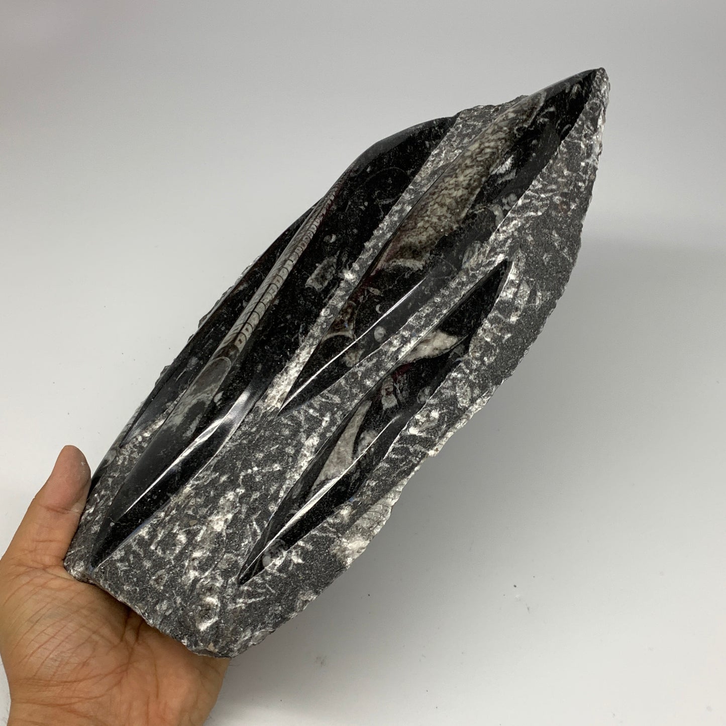 1965g,11.5"x6.5"x1.3" Fossils Orthoceras Plate Plaque SQUID, Home Decor, B23505