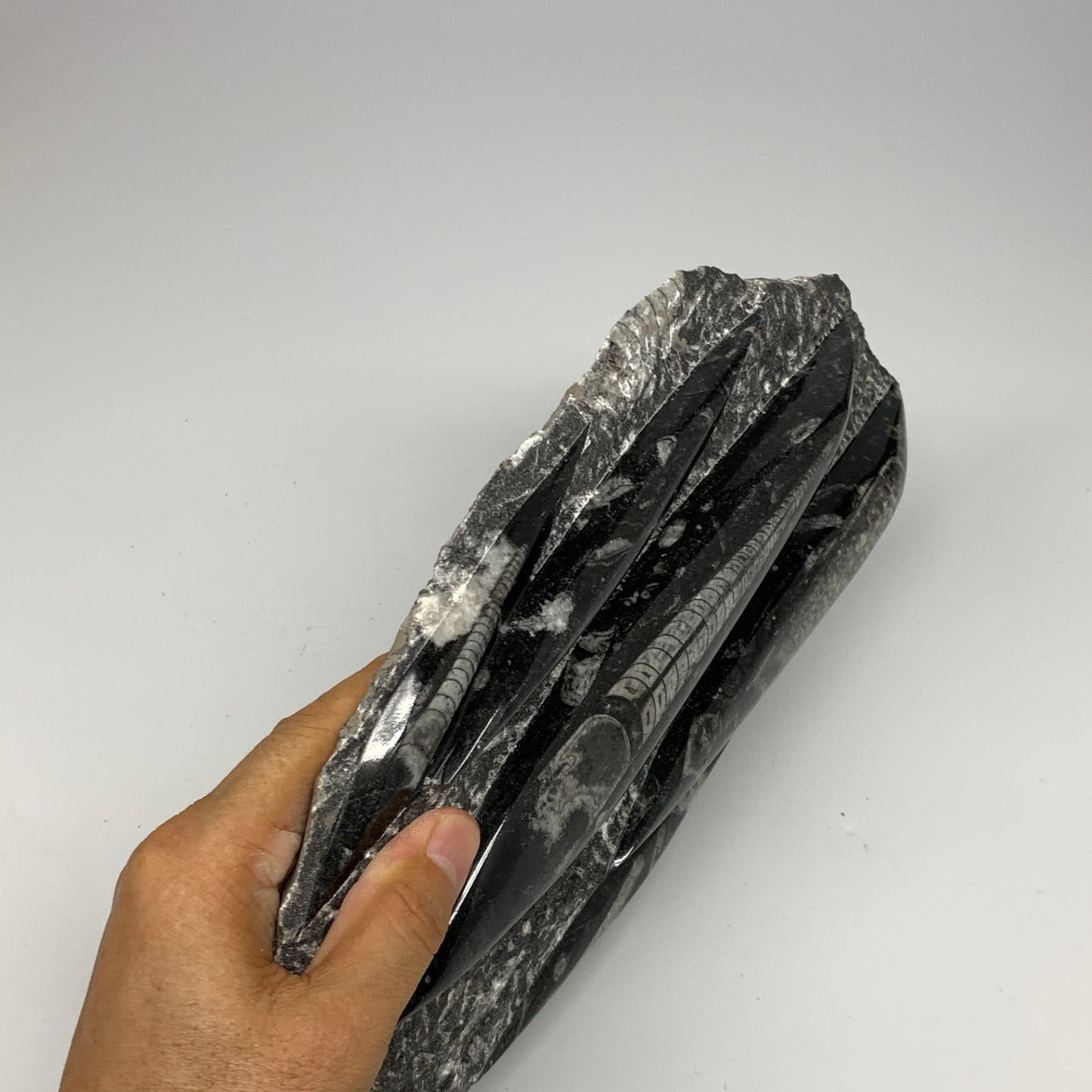 1965g,11.5"x6.5"x1.3" Fossils Orthoceras Plate Plaque SQUID, Home Decor, B23505