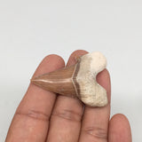 11.7g, 1.9"X 1.4"x 0.5" Natural Fossils Fish Shark Tooth @Morocco,MF2734