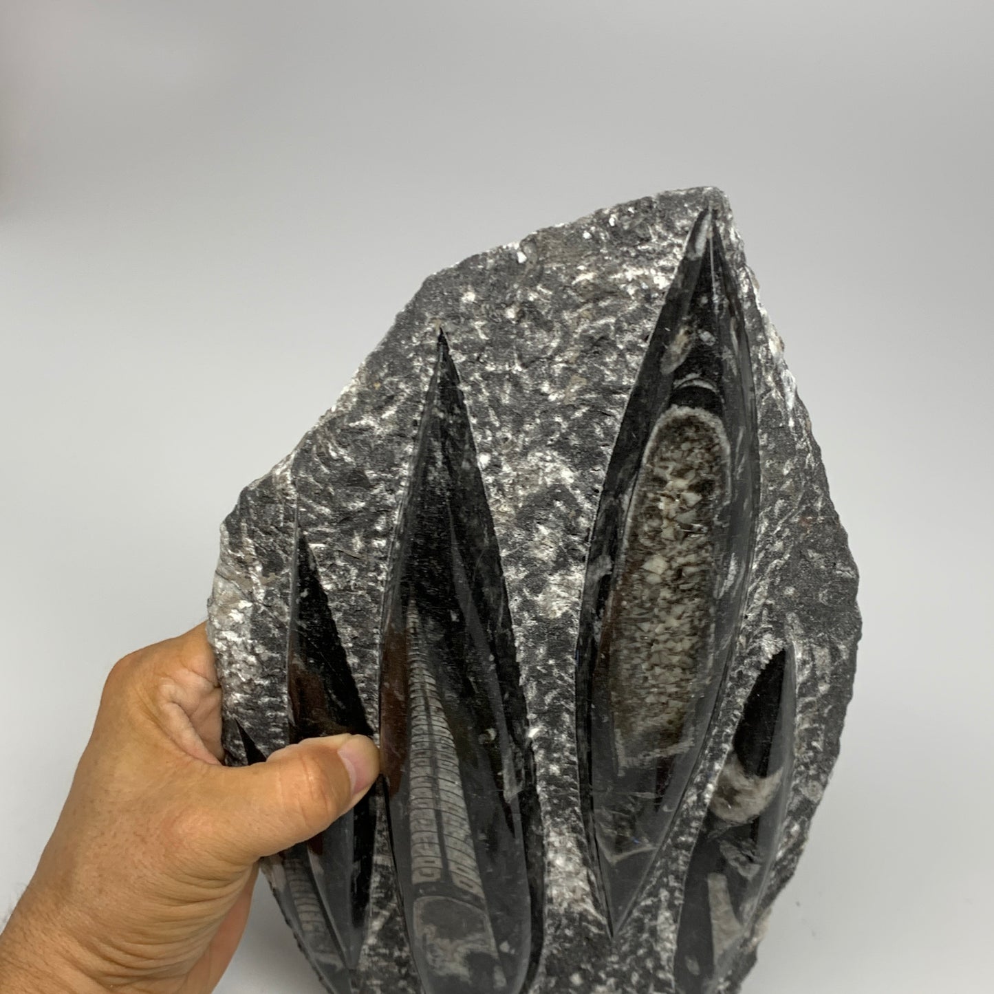 1965g,11.5"x6.5"x1.3" Fossils Orthoceras Plate Plaque SQUID, Home Decor, B23505