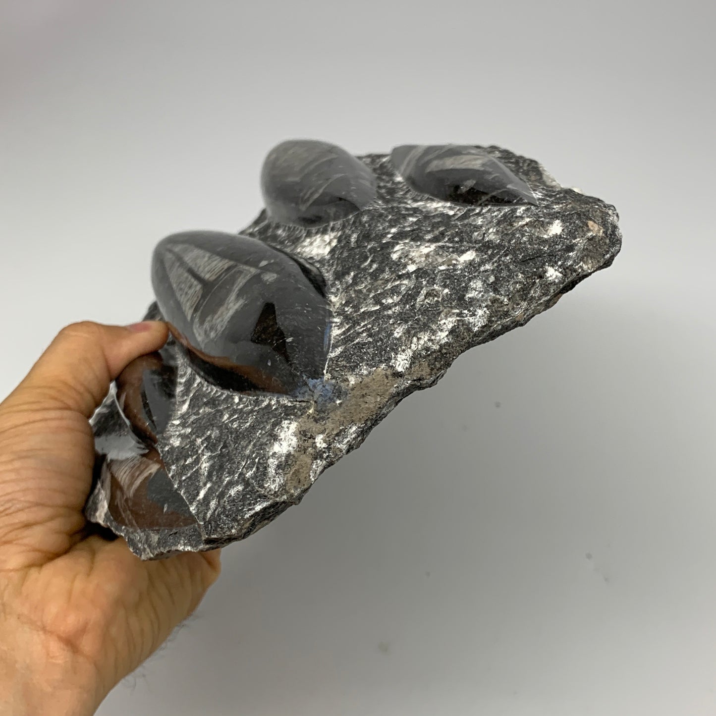 1965g,11.5"x6.5"x1.3" Fossils Orthoceras Plate Plaque SQUID, Home Decor, B23505