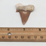 11.7g, 1.9"X 1.4"x 0.5" Natural Fossils Fish Shark Tooth @Morocco,MF2734