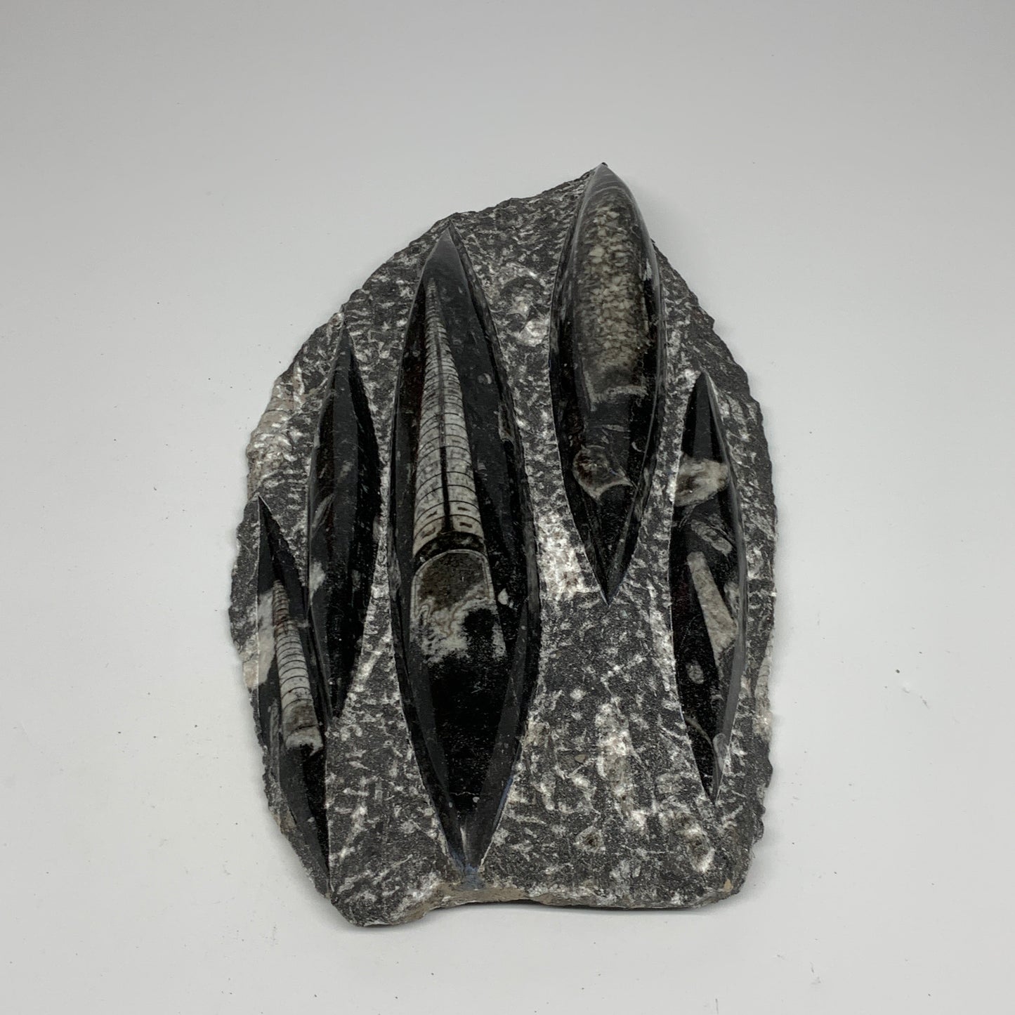 1965g,11.5"x6.5"x1.3" Fossils Orthoceras Plate Plaque SQUID, Home Decor, B23505