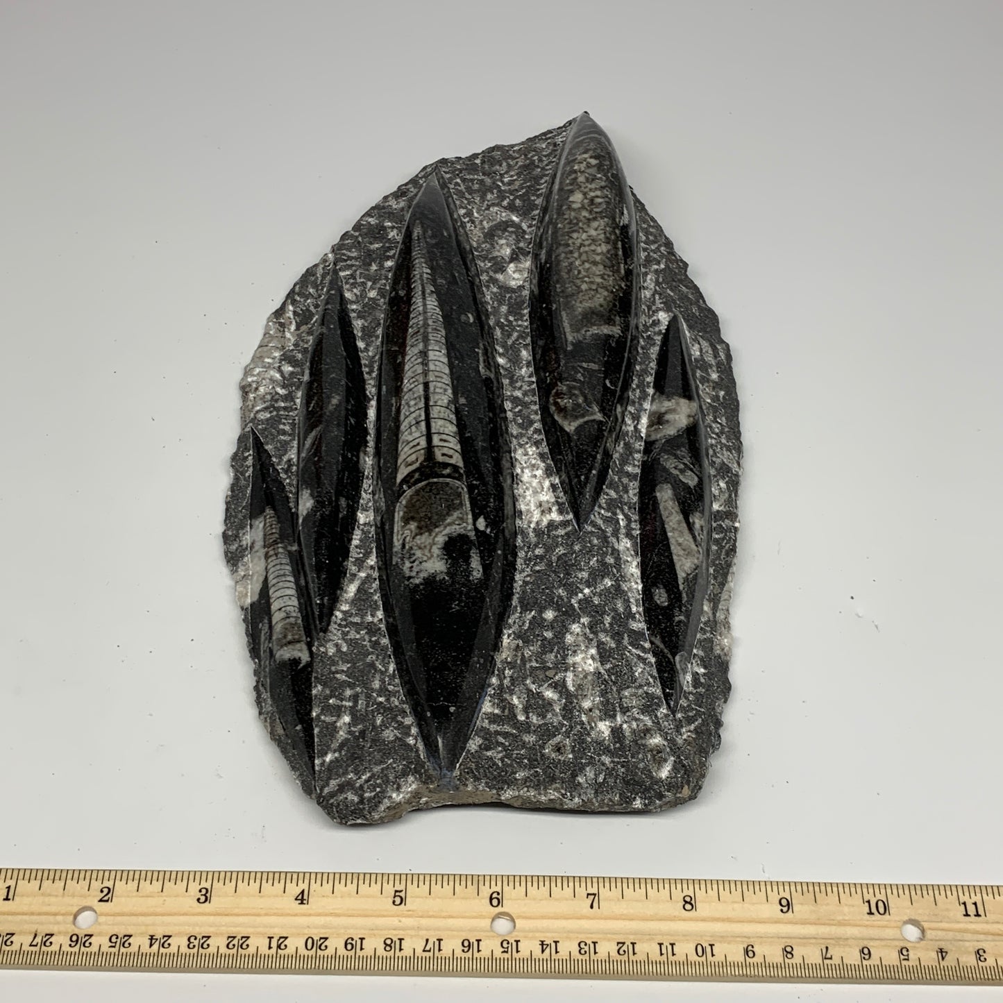 1965g,11.5"x6.5"x1.3" Fossils Orthoceras Plate Plaque SQUID, Home Decor, B23505