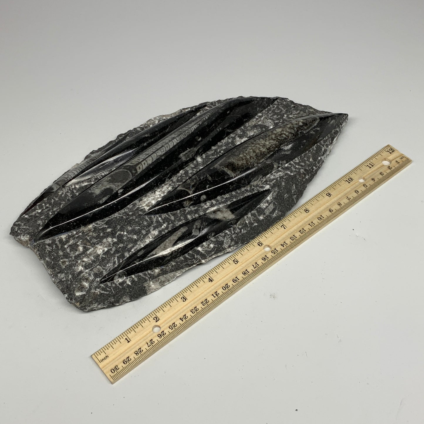 1965g,11.5"x6.5"x1.3" Fossils Orthoceras Plate Plaque SQUID, Home Decor, B23505