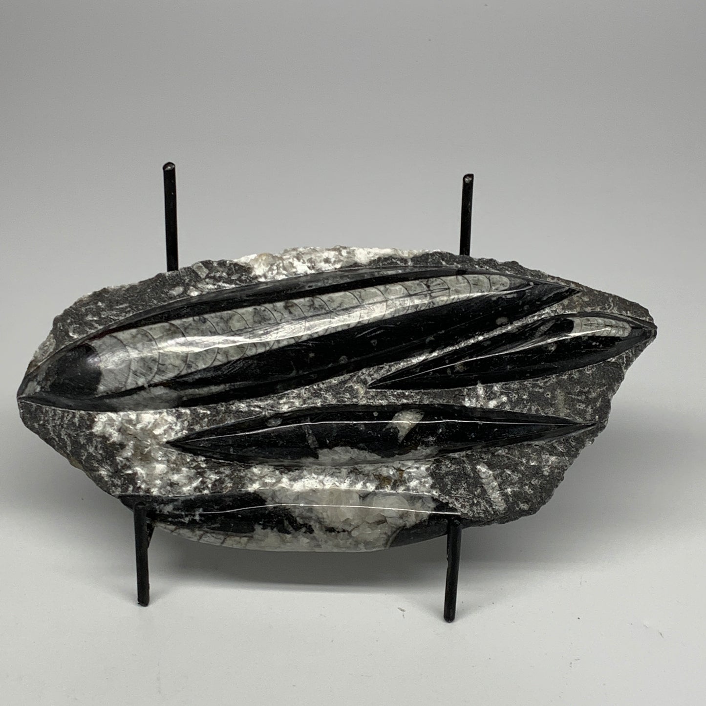 1300g,9.5"x4.6"x1.2" Fossils Orthoceras Plate Plaque SQUID, Home Decor, B23507