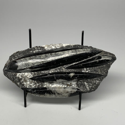 1300g,9.5"x4.6"x1.2" Fossils Orthoceras Plate Plaque SQUID, Home Decor, B23507