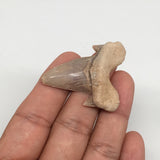 10.8g, 1.8"X 1.5"x 0.4" Natural Fossils Fish Shark Tooth @Morocco,MF2736