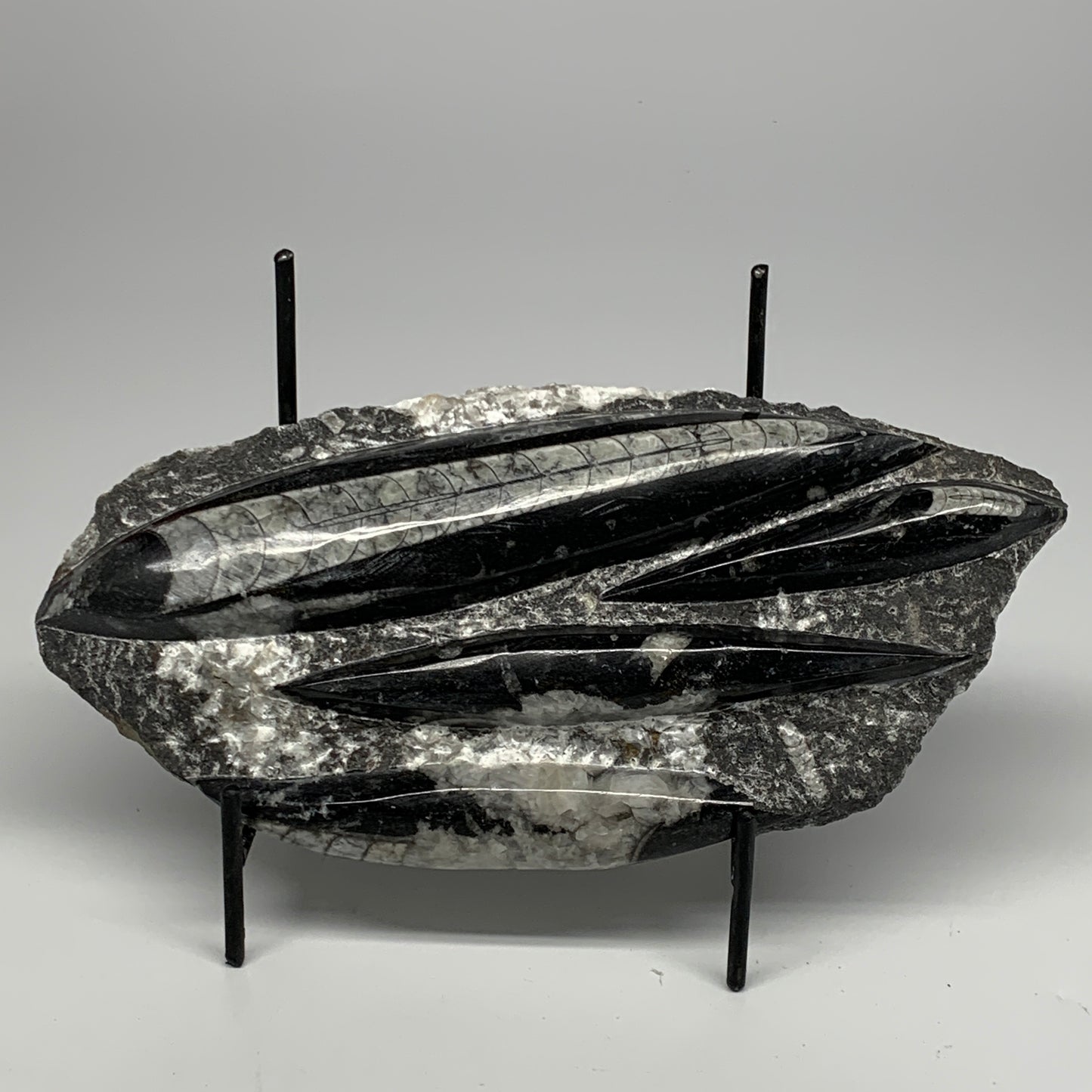 1300g,9.5"x4.6"x1.2" Fossils Orthoceras Plate Plaque SQUID, Home Decor, B23507