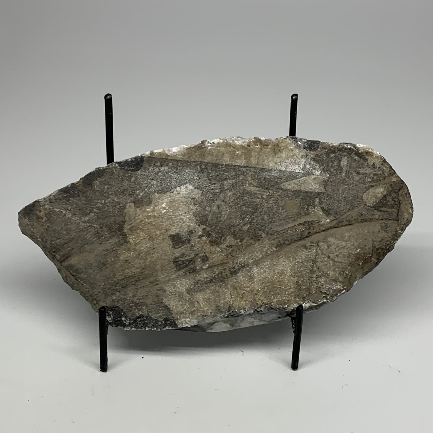1300g,9.5"x4.6"x1.2" Fossils Orthoceras Plate Plaque SQUID, Home Decor, B23507