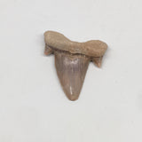 10.8g, 1.8"X 1.5"x 0.4" Natural Fossils Fish Shark Tooth @Morocco,MF2736