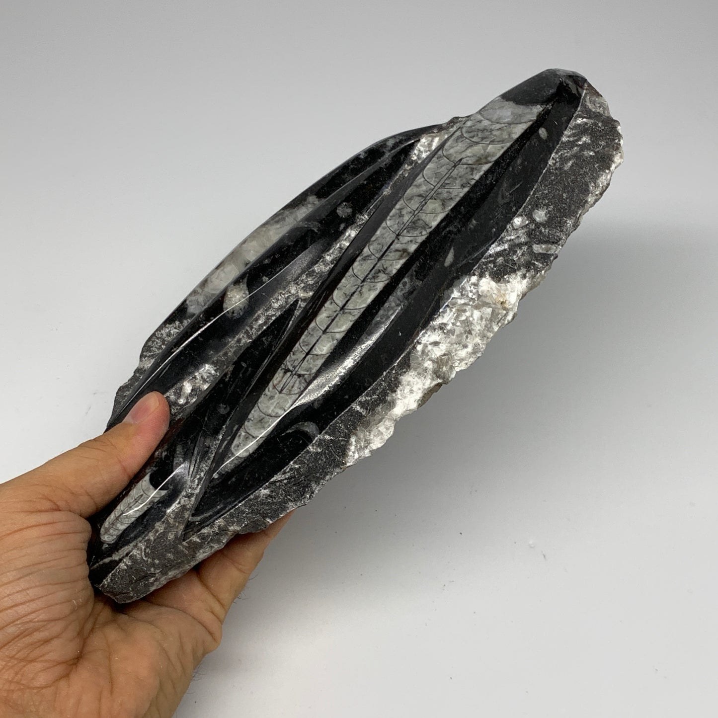 1300g,9.5"x4.6"x1.2" Fossils Orthoceras Plate Plaque SQUID, Home Decor, B23507