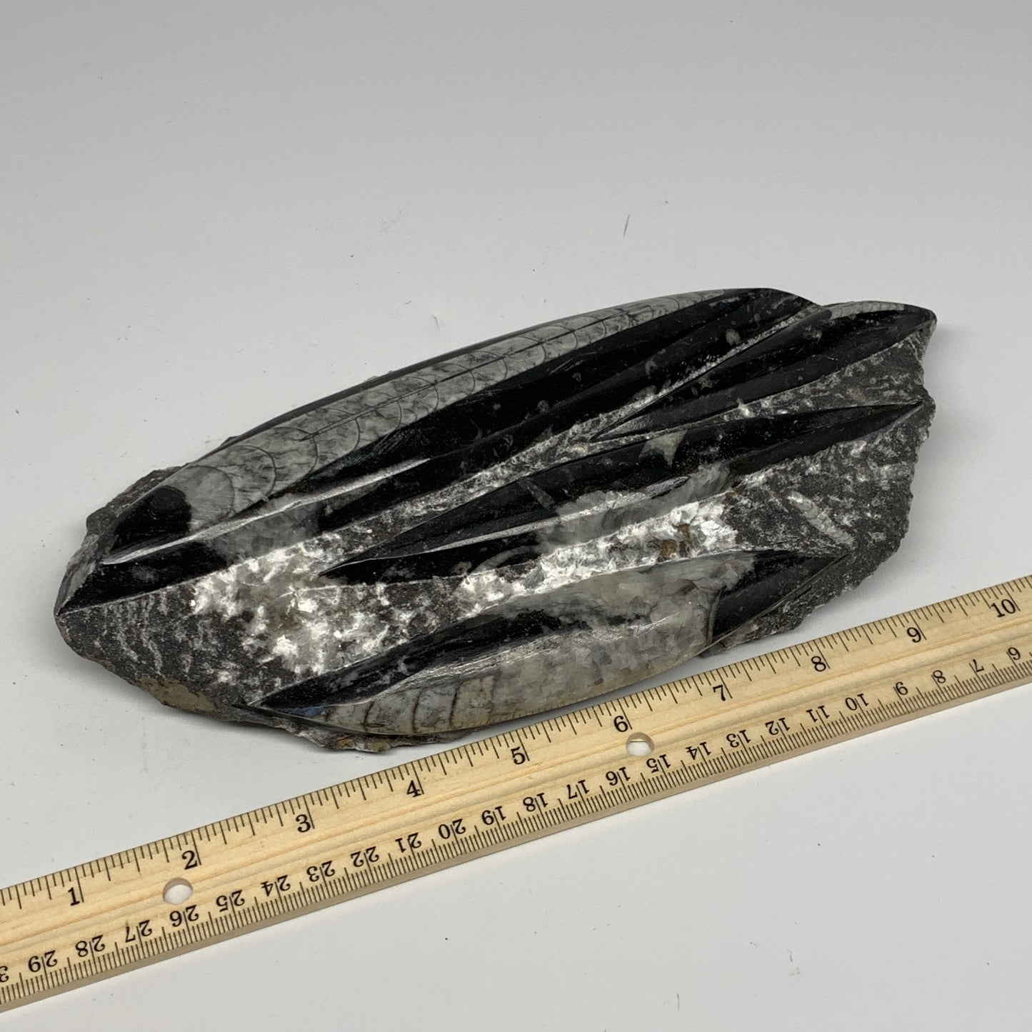 1300g,9.5"x4.6"x1.2" Fossils Orthoceras Plate Plaque SQUID, Home Decor, B23507