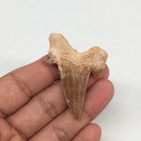 11g, 2"X 1.4"x 0.5" Natural Fossils Fish Shark Tooth @Morocco,MF2740