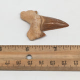 11g, 2"X 1.4"x 0.5" Natural Fossils Fish Shark Tooth @Morocco,MF2740