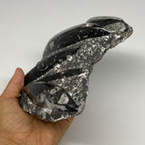 1230g,7.5"x6.75"x1.7" Fossils Orthoceras Plate Plaque SQUID, Home Decor, B23510