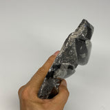 1230g,7.5"x6.75"x1.7" Fossils Orthoceras Plate Plaque SQUID, Home Decor, B23510
